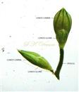  Spikelet pair (Adaxial view)